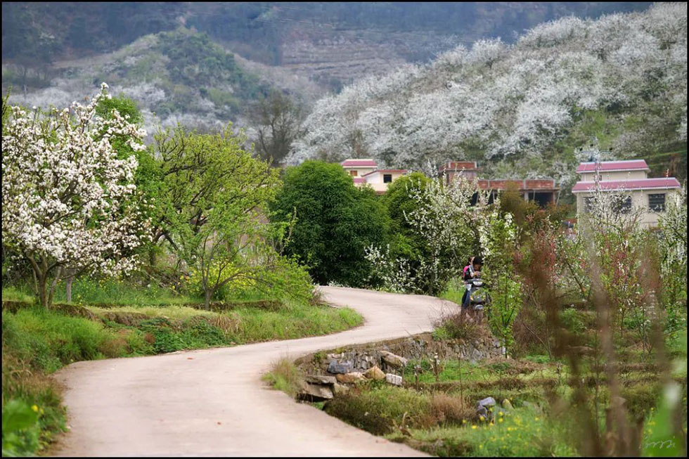 【春天,广西桂林灌阳县向您发出邀请!】我们在灌阳看梨花 - 游山玩水 - 定州生活社区 - 定州28生活网 dingzhou.28life.com