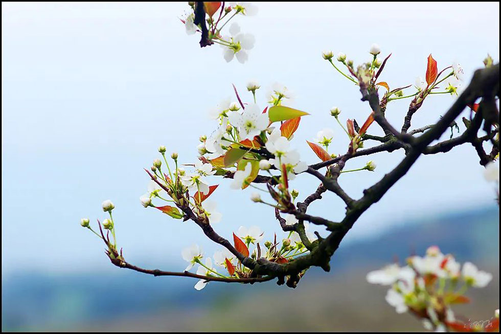 【春天,广西桂林灌阳县向您发出邀请!】我们在灌阳看梨花 - 游山玩水 - 定州生活社区 - 定州28生活网 dingzhou.28life.com