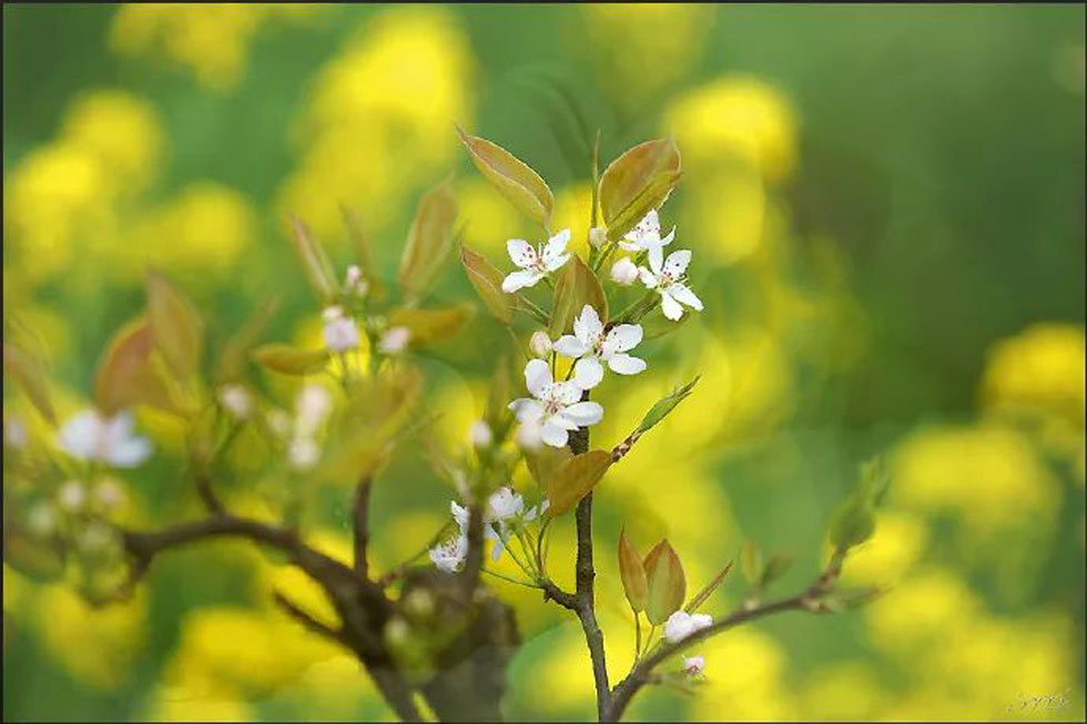 【春天,广西桂林灌阳县向您发出邀请!】我们在灌阳看梨花 - 游山玩水 - 定州生活社区 - 定州28生活网 dingzhou.28life.com