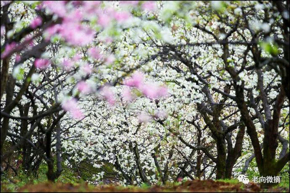 【春天,广西桂林灌阳县向您发出邀请!】我们在灌阳看梨花 - 游山玩水 - 定州生活社区 - 定州28生活网 dingzhou.28life.com
