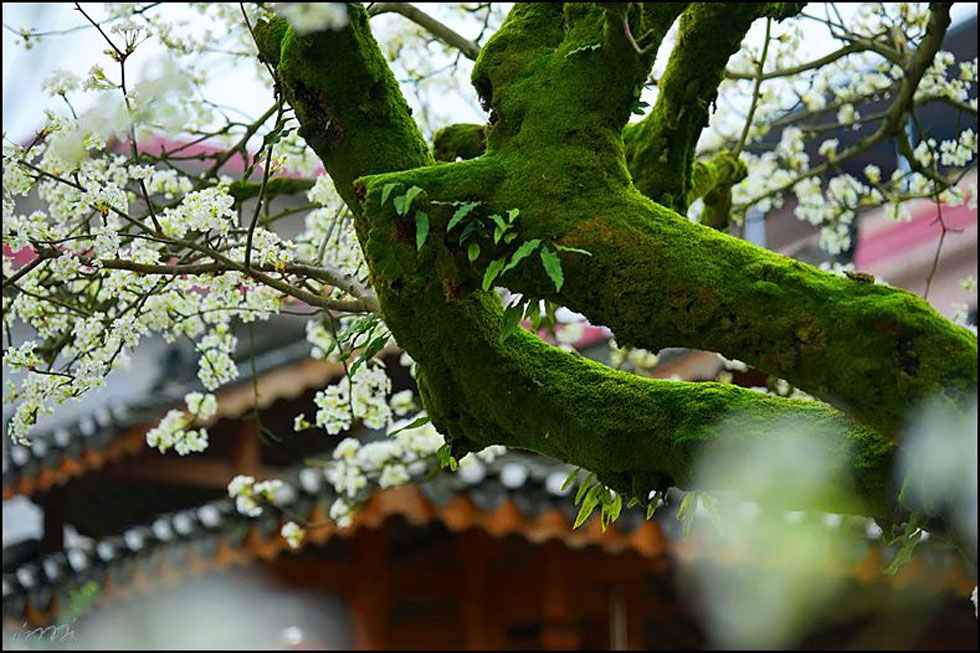 【春天,广西桂林灌阳县向您发出邀请!】我们在灌阳看梨花 - 游山玩水 - 定州生活社区 - 定州28生活网 dingzhou.28life.com