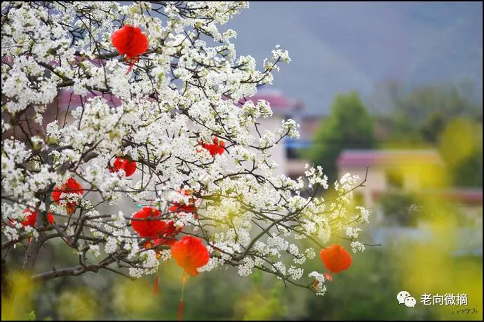 【春天,广西桂林灌阳县向您发出邀请!】我们在灌阳看梨花 - 游山玩水 - 定州生活社区 - 定州28生活网 dingzhou.28life.com