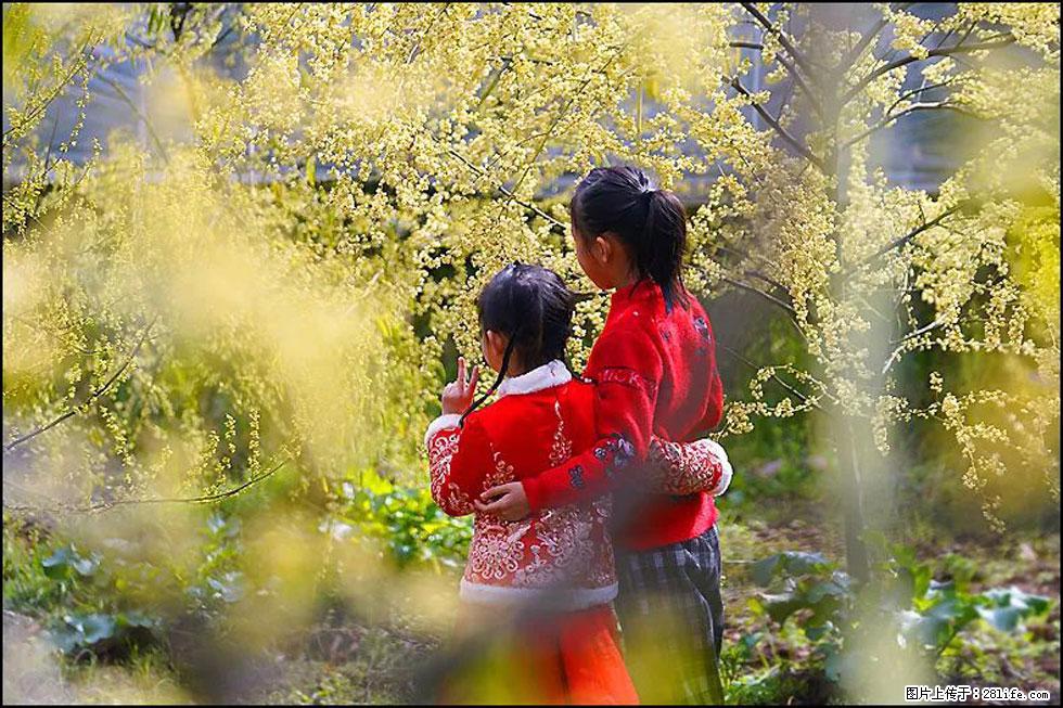 【春天,广西桂林灌阳县向您发出邀请!】米珠山前有片山苍子花在飘香 - 游山玩水 - 定州生活社区 - 定州28生活网 dingzhou.28life.com