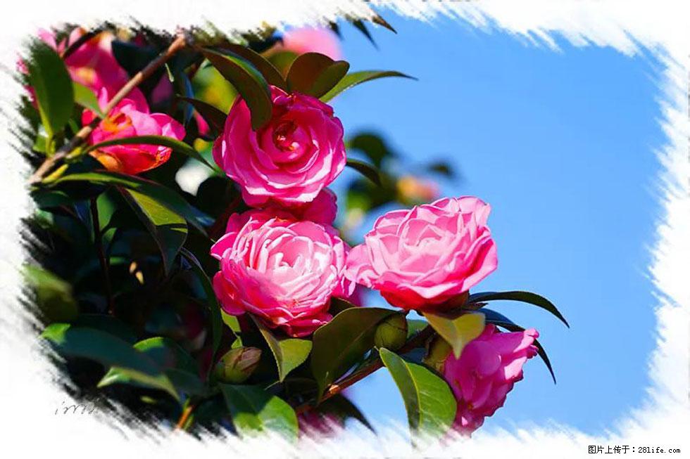 【春天,广西桂林灌阳县向您发出邀请!】杨柳井茶花惹人爱 - 游山玩水 - 定州生活社区 - 定州28生活网 dingzhou.28life.com