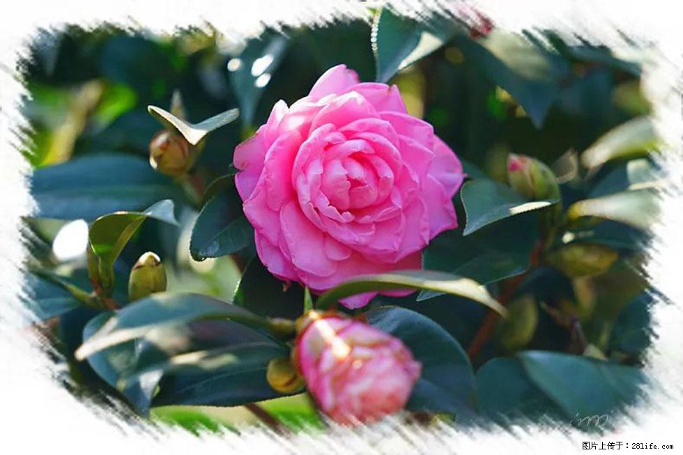 【春天,广西桂林灌阳县向您发出邀请!】杨柳井茶花惹人爱 - 游山玩水 - 定州生活社区 - 定州28生活网 dingzhou.28life.com