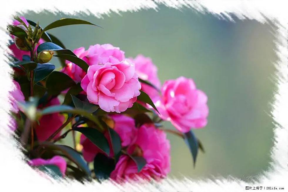 【春天,广西桂林灌阳县向您发出邀请!】杨柳井茶花惹人爱 - 游山玩水 - 定州生活社区 - 定州28生活网 dingzhou.28life.com