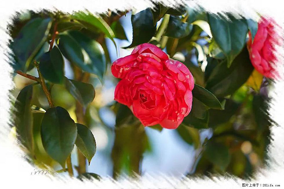 【春天,广西桂林灌阳县向您发出邀请!】杨柳井茶花惹人爱 - 游山玩水 - 定州生活社区 - 定州28生活网 dingzhou.28life.com