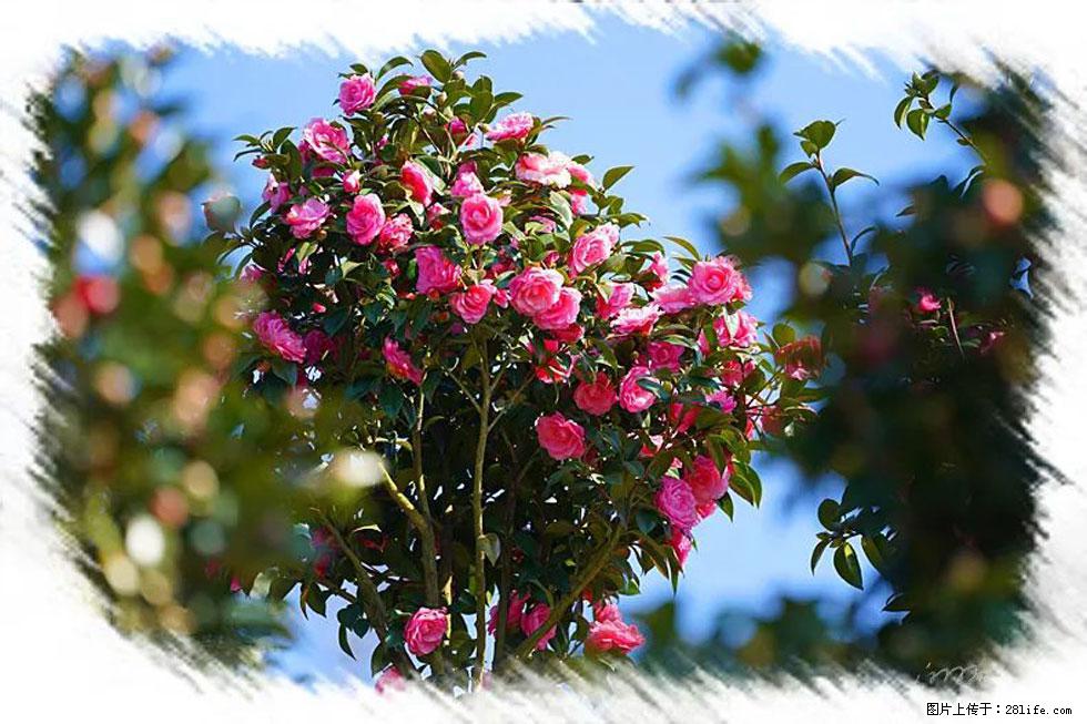 【春天,广西桂林灌阳县向您发出邀请!】杨柳井茶花惹人爱 - 游山玩水 - 定州生活社区 - 定州28生活网 dingzhou.28life.com