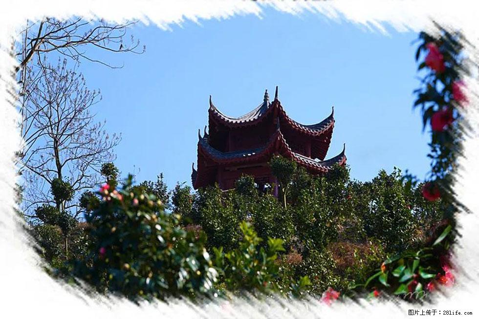 【春天,广西桂林灌阳县向您发出邀请!】杨柳井茶花惹人爱 - 游山玩水 - 定州生活社区 - 定州28生活网 dingzhou.28life.com