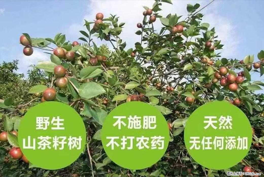 【灌阳县油茶产业示范区】一个有着充实的精神生活的人,对待身外之物自会有一种淡泊的态度 - 美食天地 - 定州生活社区 - 定州28生活网 dingzhou.28life.com