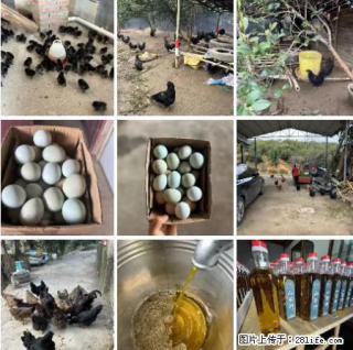 油茶园从小鸡仔开始养起的纯土鸡、土鸡蛋可以预定啦!还有前几天刚榨的纯山茶油哦 - 定州28生活网 dingzhou.28life.com