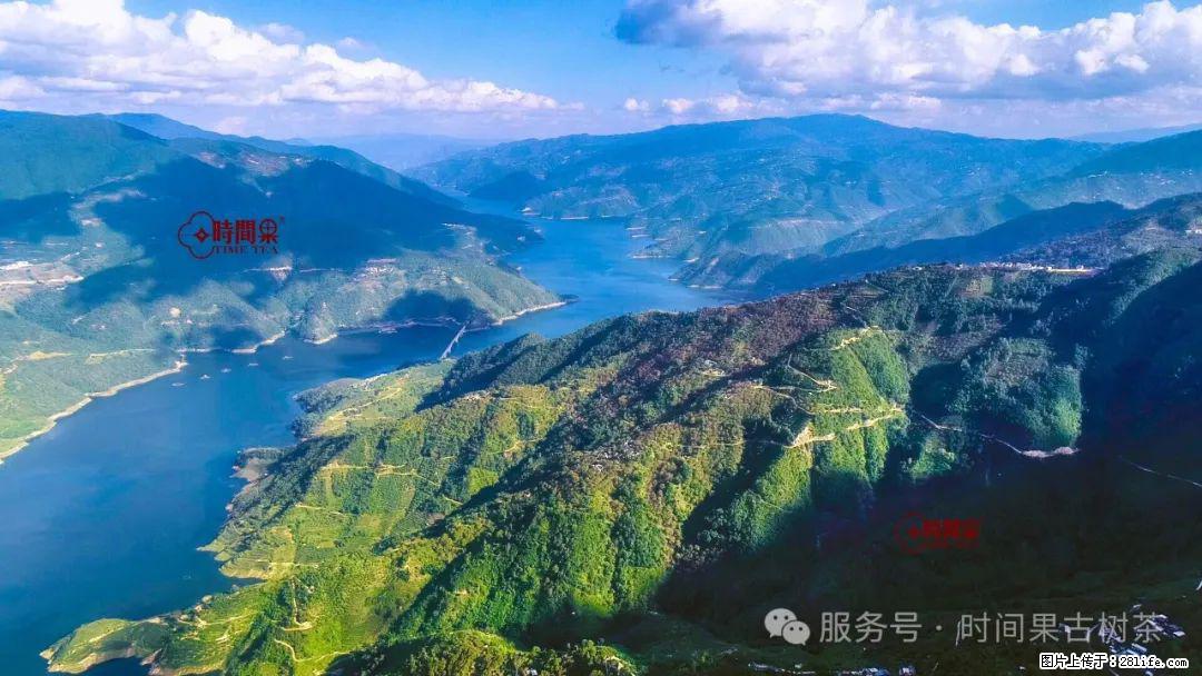 时间果百年古树龙珠普洱生茶 - 购物交流 - 定州生活社区 - 定州28生活网 dingzhou.28life.com