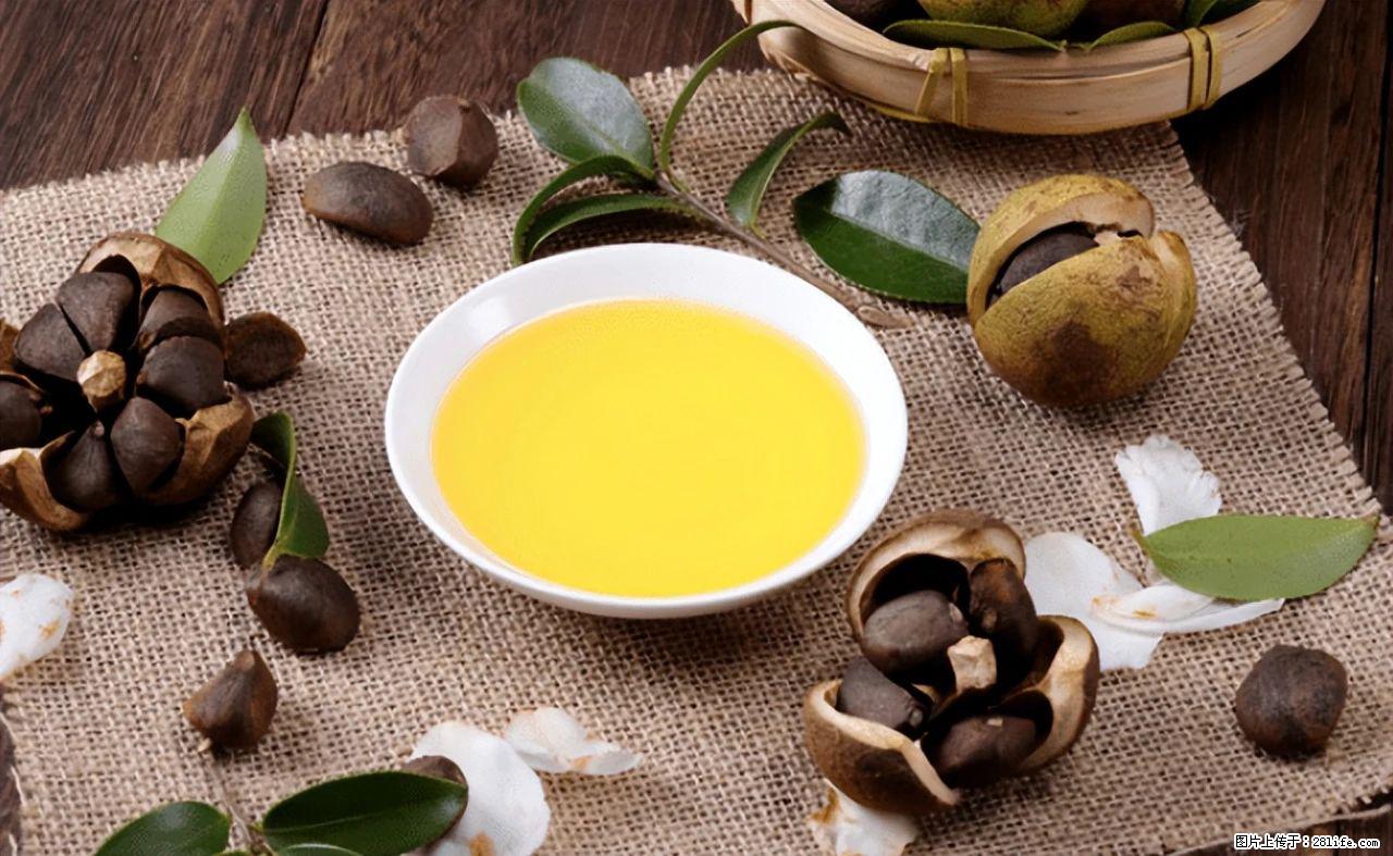 揭秘茶油的5大核心营养成分！被称为人体健康的“守护盾”！ - 定州生活资讯 - 定州28生活网 dingzhou.28life.com