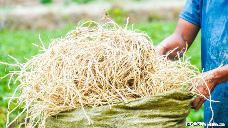 堪称“最难吃”的蔬菜,却是 “抗辐射神器”,还能护肺、清热、止咳化痰! - 定州生活资讯 - 定州28生活网 dingzhou.28life.com