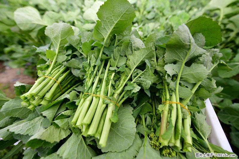 这些蔬菜是“天然钙片”，这6种被医生重点推荐 - 定州生活资讯 - 定州28生活网 dingzhou.28life.com